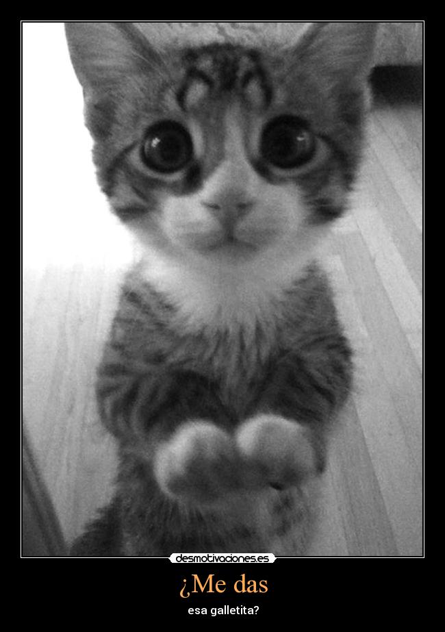 ¿Me das - esa galletita?