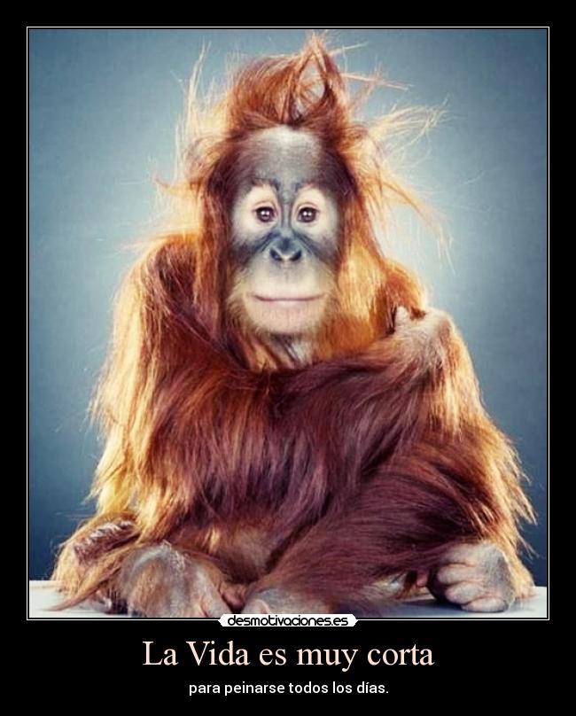 La Vida es muy corta - para peinarse todos los días.