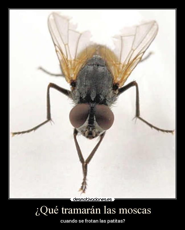 ¿Qué tramarán las moscas -