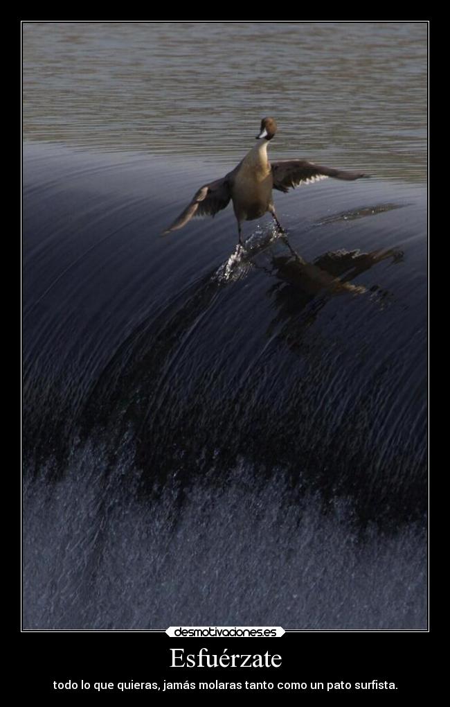 carteles the advntures surfer duck tonterias varias mis hijas llamaran arya esteva lucina esteva desmotivaciones