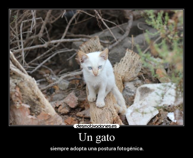 Un gato -