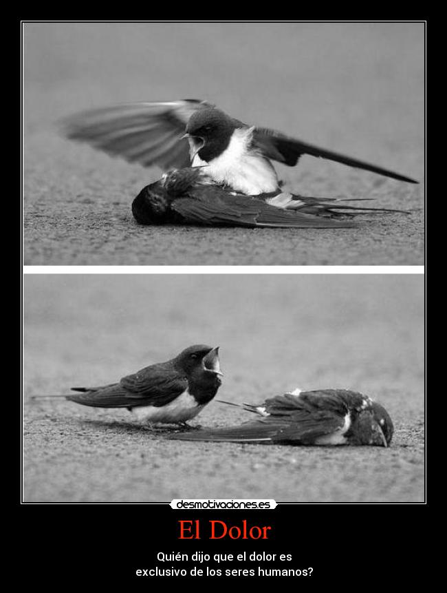 carteles dolor tristeza animales naturaleza aves dolor muerte llorar desmotivaciones