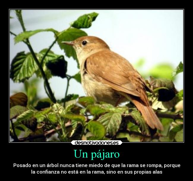 Un pájaro -