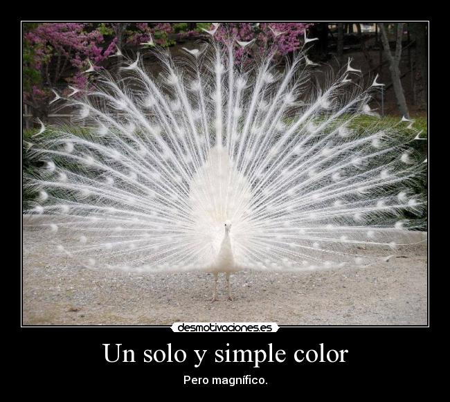Un solo y simple color - 