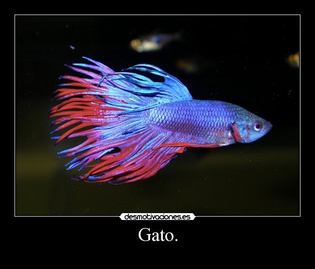 Gato. -