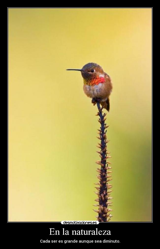 En la naturaleza - Cada ser es grande aunque sea diminuto.