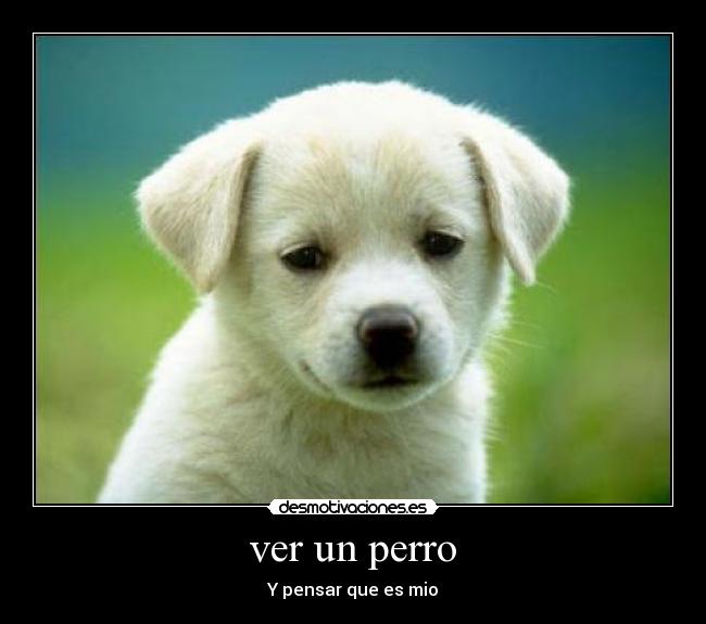ver un perro -