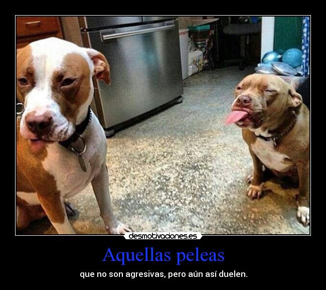 carteles perros pelea duele desmotivaciones
