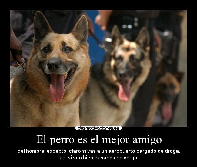 El perro es el mejor amigo - 