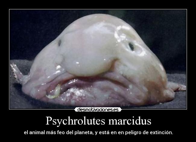 Psychrolutes marcidus - el animal más feo del planeta, y está en en peligro de extinción.