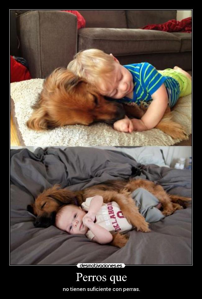 carteles perro violator animales practica humanofilia yeeea droga desmotivaciones