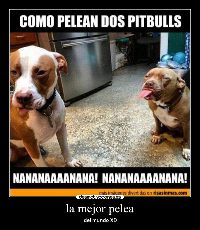 la mejor pelea - del mundo XD