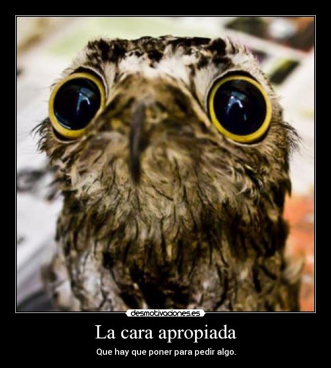 La cara apropiada - Que hay que poner para pedir algo.