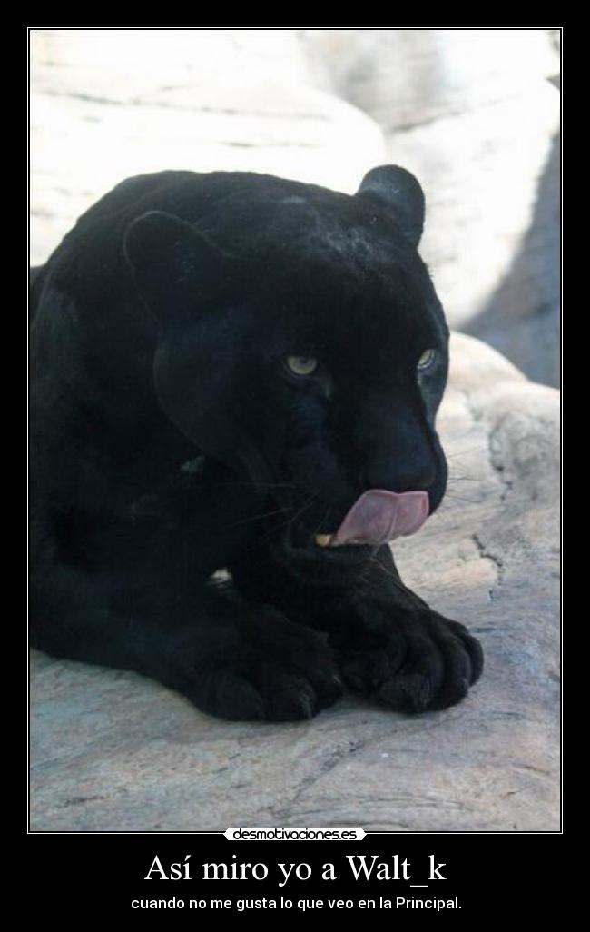 carteles tk73 unicorniosfelices una pantera negra waltk asi como critica sutil tal cual desmotivaciones