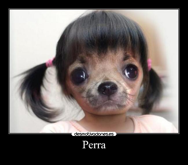 Perra - 