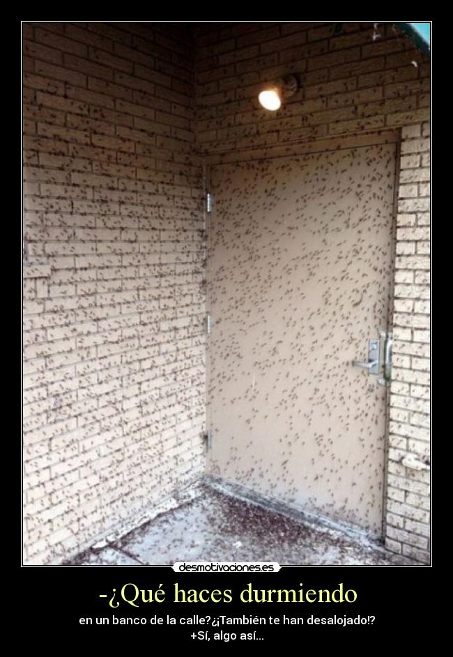 -¿Qué haces durmiendo - 