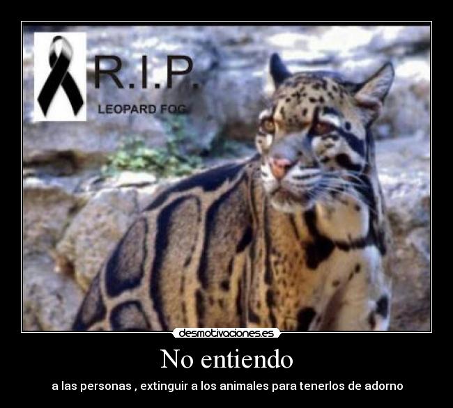 No entiendo - a las personas , extinguir a los animales para tenerlos de adorno