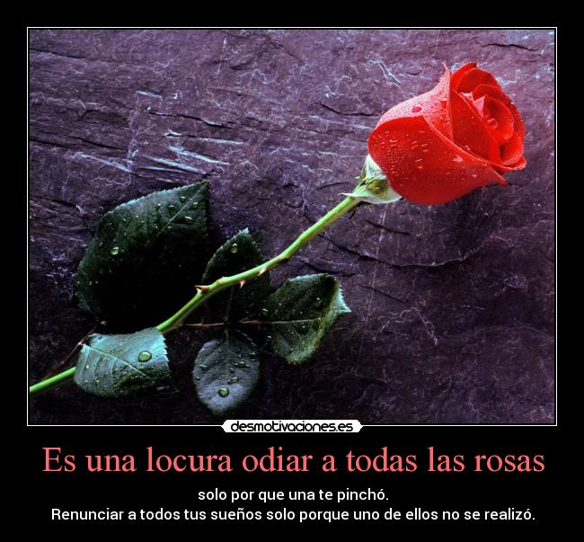 Es una locura odiar a todas las rosas -