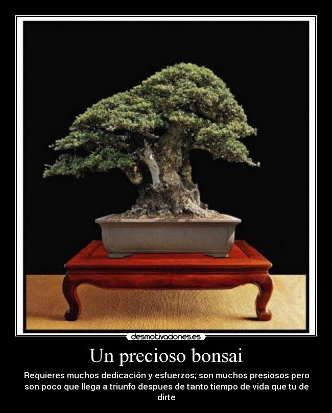 Un precioso bonsai - Requieres muchos dedicación y esfuerzos; son muchos presiosos pero
son poco que llega a triunfo despues de tanto tiempo de vida que tu de
dirte