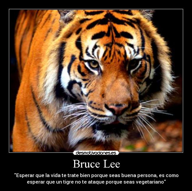 Bruce Lee - Esperar que la vida te trate bien porque seas buena persona, es como
esperar que un tigre no te ataque porque seas vegetariano
