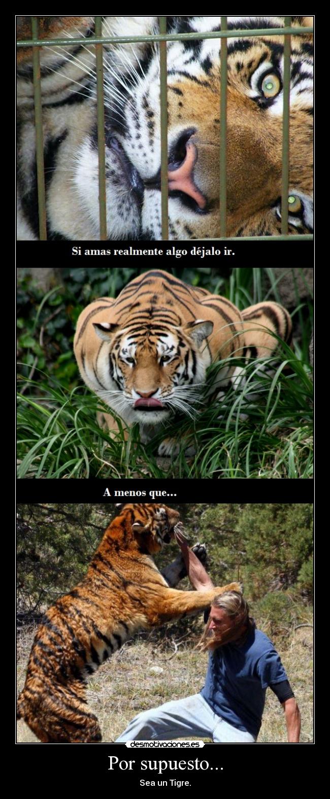 Por supuesto... - Sea un Tigre.