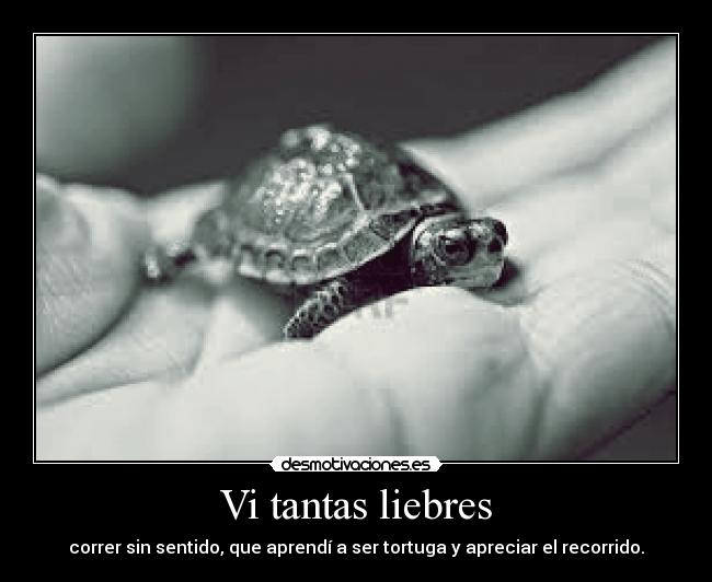 Vi tantas liebres - correr sin sentido, que aprendí a ser tortuga y apreciar el recorrido.