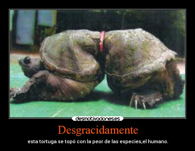 Desgracidamente - esta tortuga se topó con la peor de las especies,el humano.