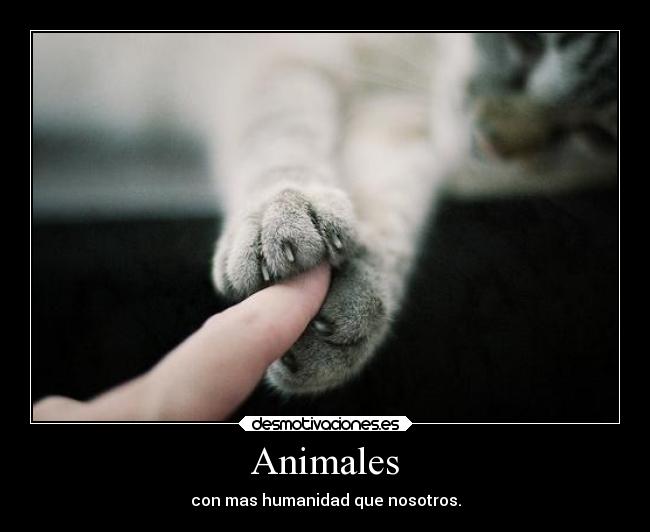 Animales -