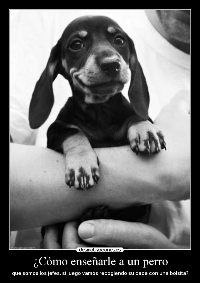 carteles ejem ejem dicho caca por que soy muy fina jjjjjjje desmotivaciones