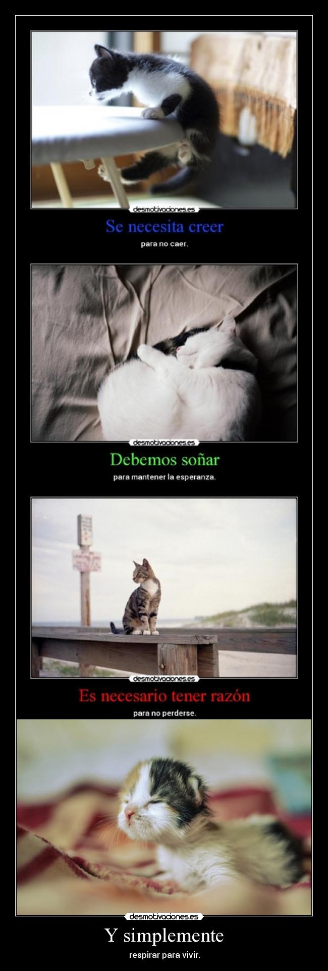 carteles gatosvida thegirltwinkle clonespower crazyteam dosguiond estoyloco megadeunararidea gusta desmotivaciones