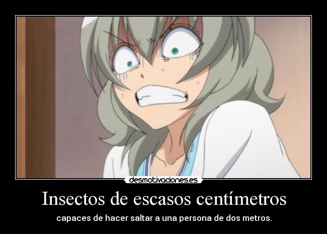 Insectos de escasos centímetros -