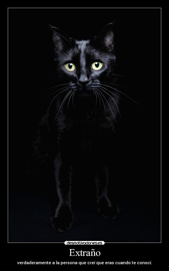 carteles amistad amor negro animales ausencia confianza gatosdesmotivaciones tristeza desmotivaciones