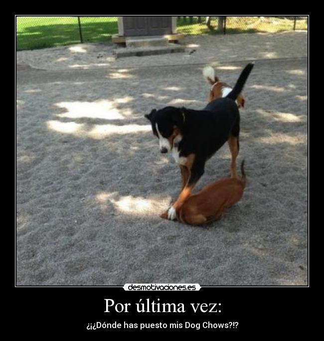 Por última vez: - ¿¡¿Dónde has puesto mis Dog Chows?!?