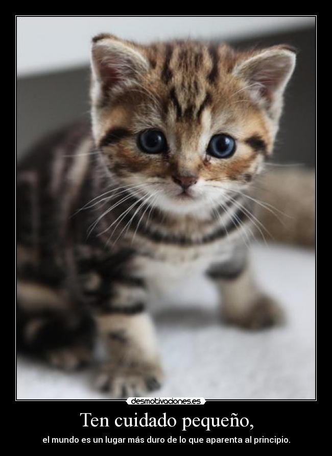 carteles kryuk crais gatos rams esta loco mec desmotivaciones