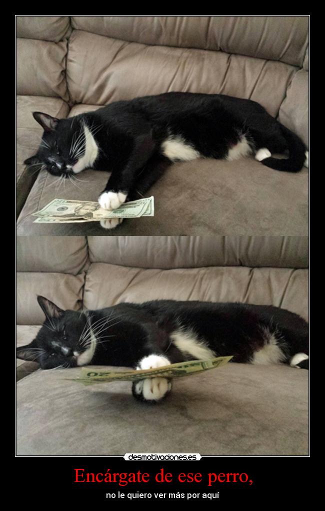 Encárgate de ese perro, - 