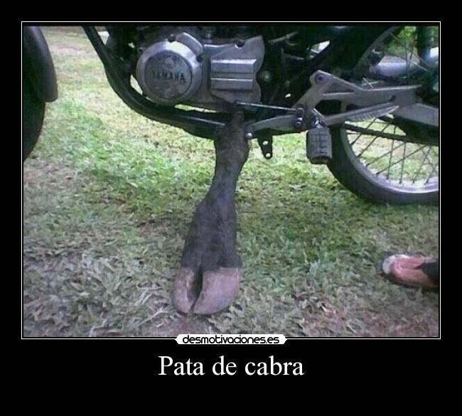 Pata de cabra - 