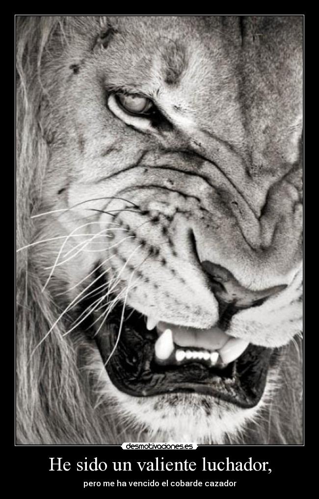 He sido un valiente luchador, - 