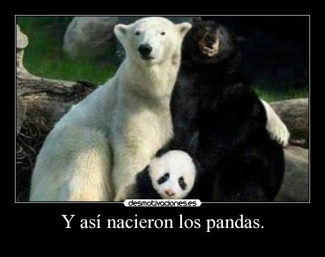 Y así nacieron los pandas. -