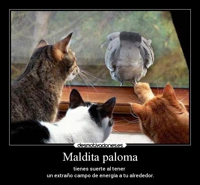 Maldita paloma -
