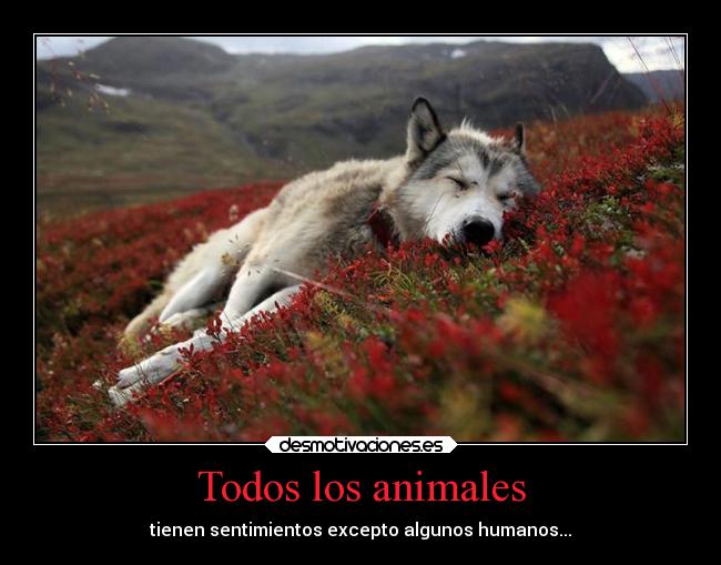 Todos los animales - 