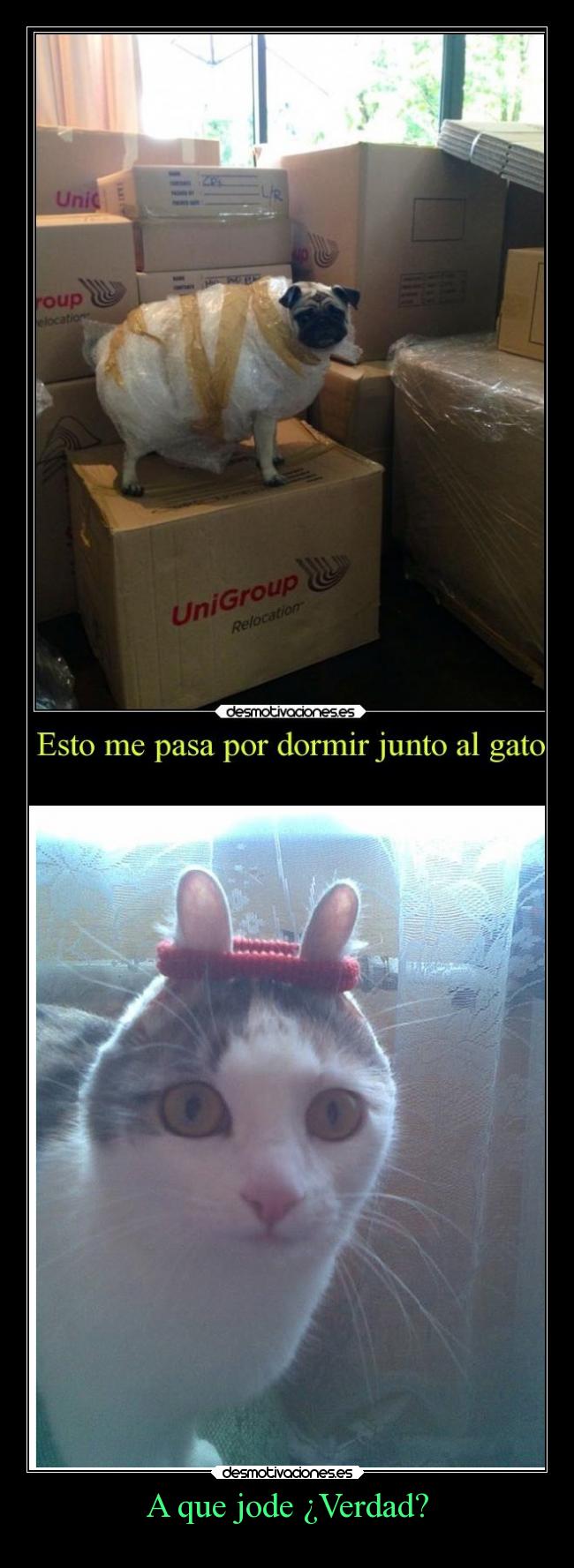 A que jode ¿Verdad? - 