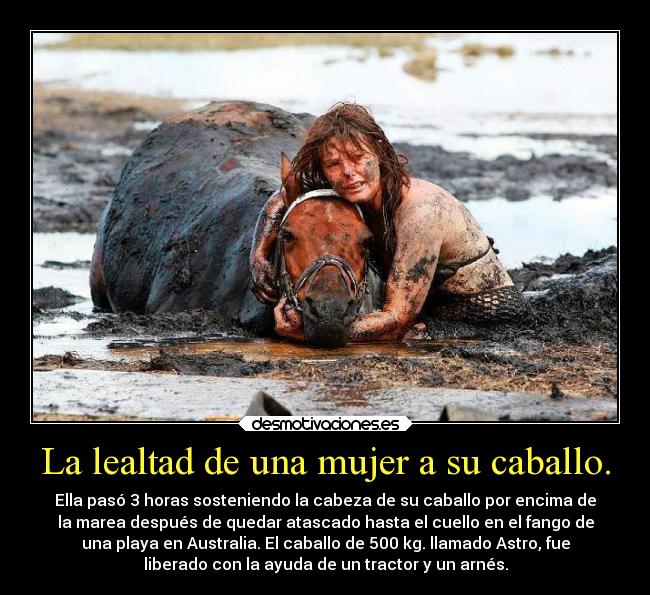 La lealtad de una mujer a su caballo. - Ella pasó 3 horas sosteniendo la cabeza de su caballo por encima de
la marea después de quedar atascado hasta el cuello en el fango de
una playa en Australia. El caballo de 500 kg. llamado Astro, fue
liberado con la ayuda de un tractor y un arnés.