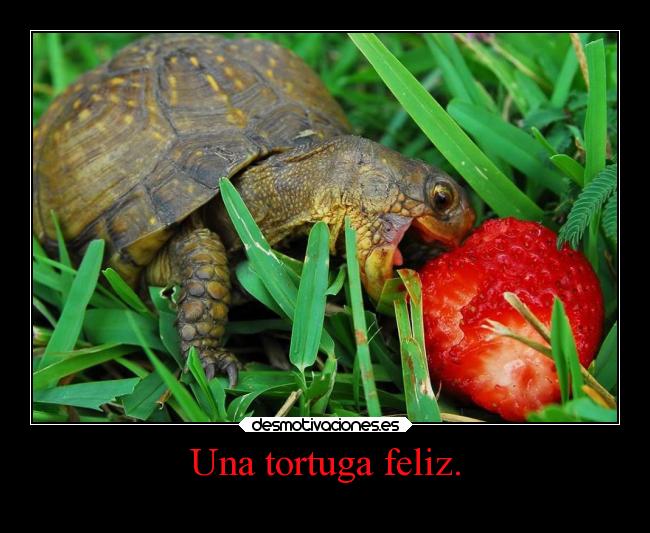 Una tortuga feliz. - 