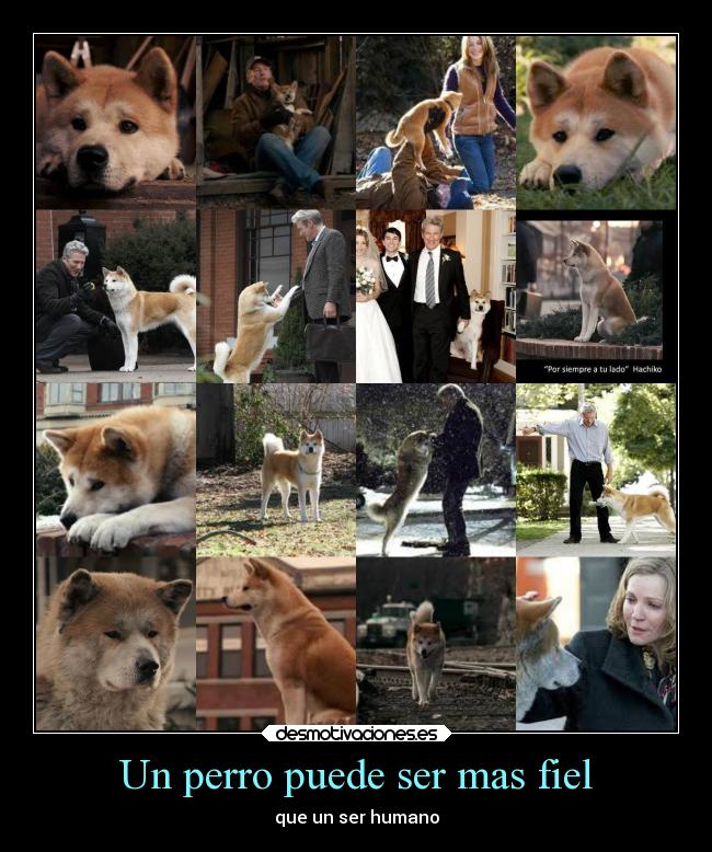 carteles amistad animales vida desmotivaciones