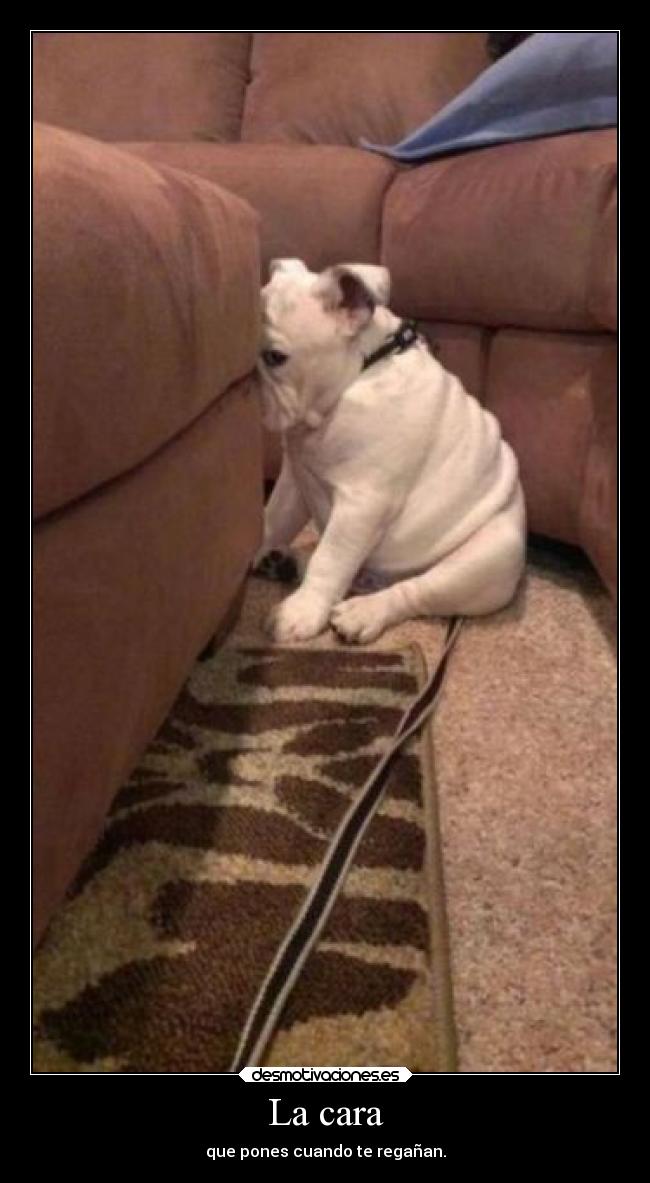 La cara - que pones cuando te regañan.