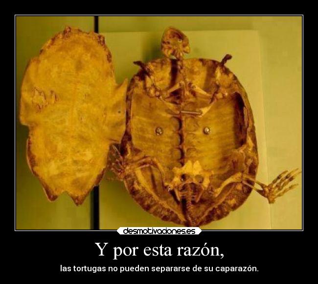 Y por esta razón, - las tortugas no pueden separarse de su caparazón.