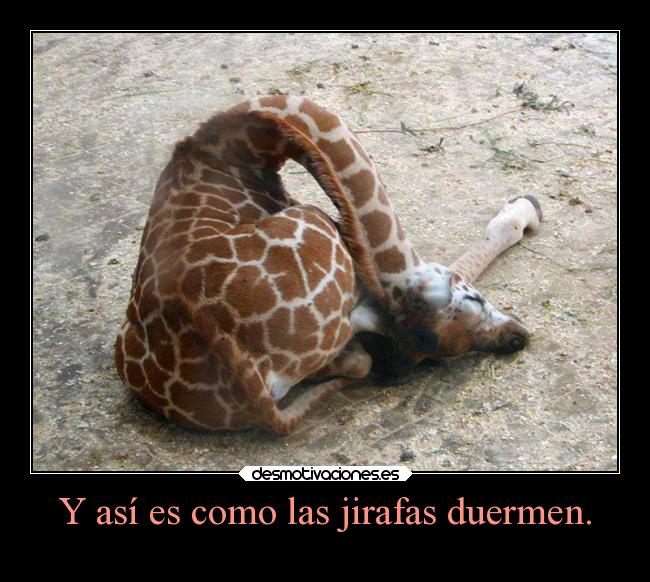 Y así es como las jirafas duermen. - 
