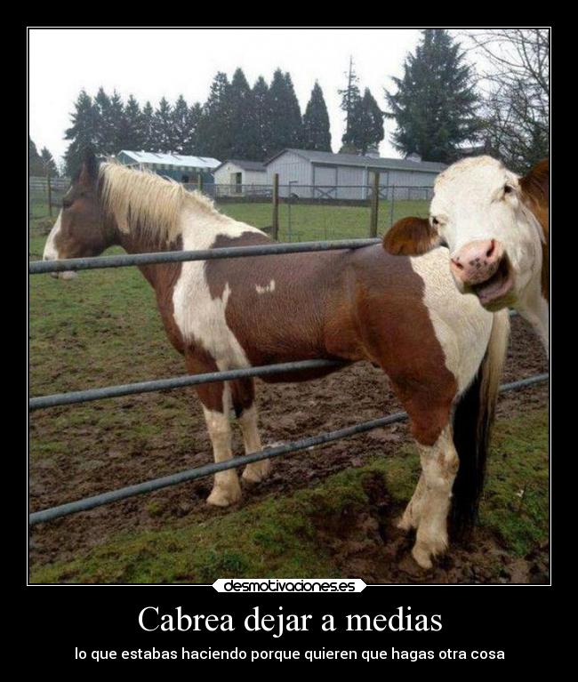 Cabrea dejar a medias - lo que estabas haciendo porque quieren que hagas otra cosa