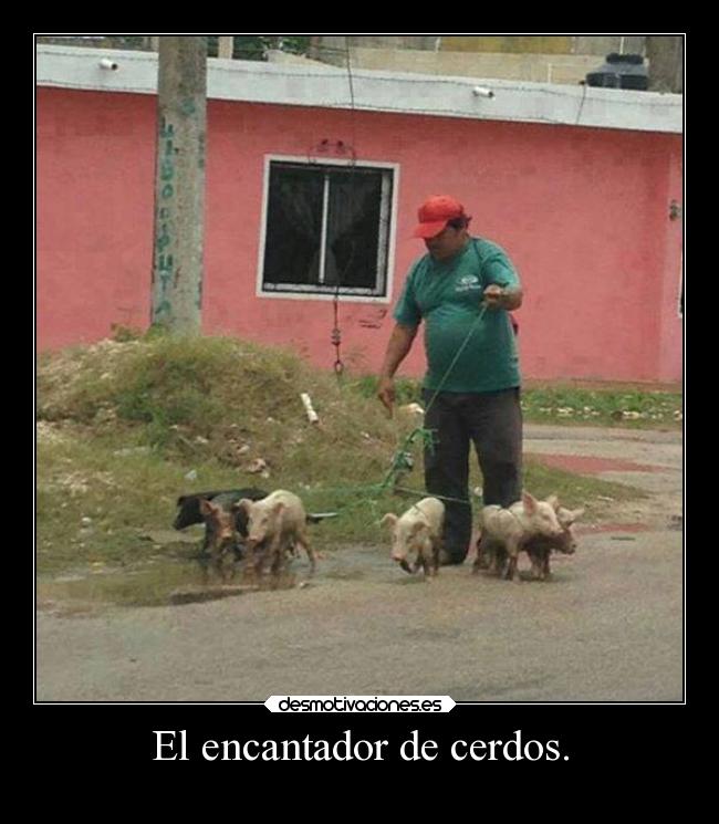 carteles encantador cerdos humor desmotivaciones