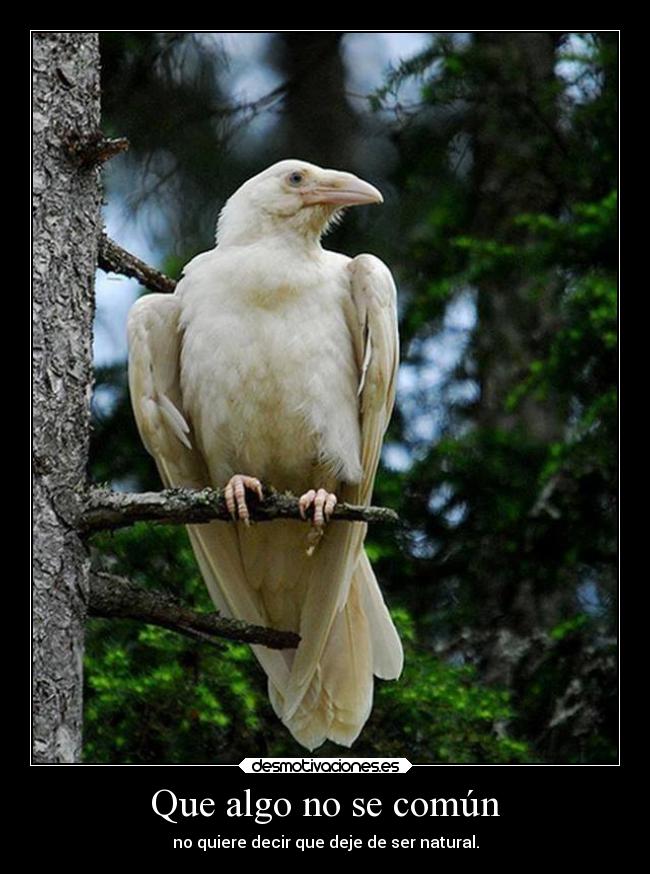 carteles cuervo que era buen aguero desmotivaciones